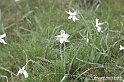 VBS_1145 - Fioritura narcisi a Castelnuovo Nigra 2023